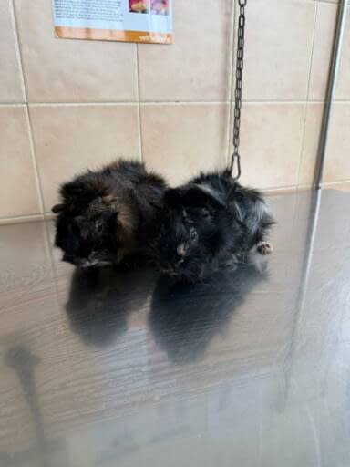Familia Canis Vet Kuki y Burrus